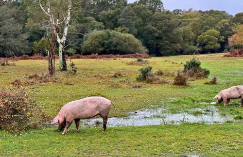 Beautiful New Forest Hideaway - Foto 27