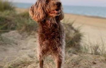 Welcoming Southwold Holiday Home - Foto 16