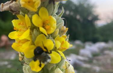 Luxury Mtn Log Home- Sevier Lodge at May Ridge - Foto 50