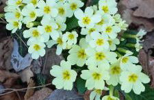 Alloggio La Perla, quiete ed eleganza con vista - Foto 35