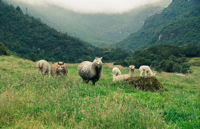 Trekking al Parco nazionale di Cajas - Foto 6