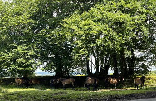 Byre Cottage Dulverton - Foto 24
