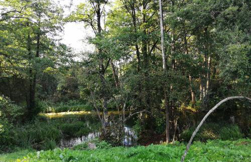 Mazurska Knieja - Foto 44