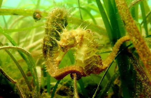 Apartamentos Ria de Aldan - Foto 49