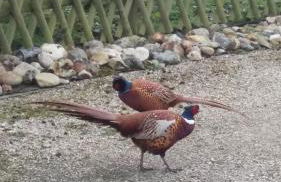 Pheasant Suites - Foto 35