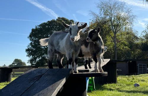 Boutique Countryside Studio with Farm Animals - Foto 2
