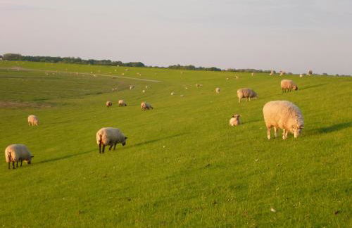 Das Koogsbauernhaus - Foto 23