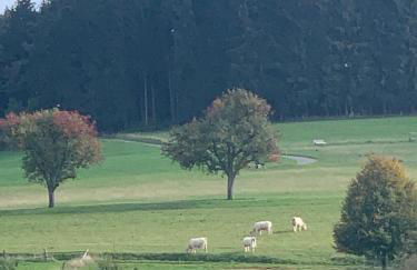 Nibelungen Odenwaldhaus - Foto 70