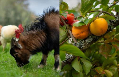 Refúgios do Rio Dão - Foto 8