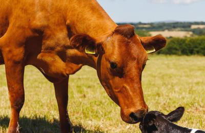 Broomhill Barns - Foto 61