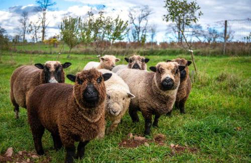 'The Bear Dome' with Barrel Hot Tub in Franklin - Foto 33