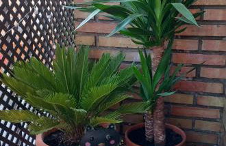 Albolafia junto Puente Romano - Foto 17