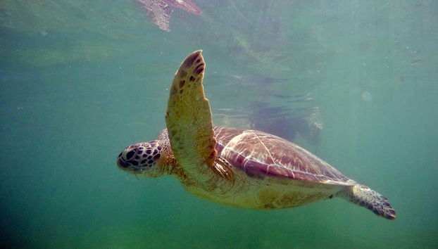 One of the sea turtles in Akumal!