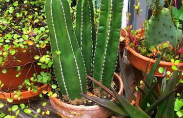 private luxe, garden, wellness home steps from Princeton - Foto 15