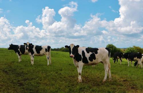 Bank Top Farm Cottages - Foto 15