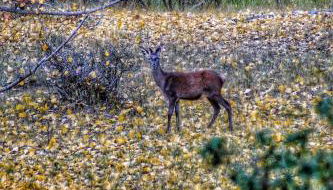 Apartamentos El Pajar del Abuelo - Foto 4