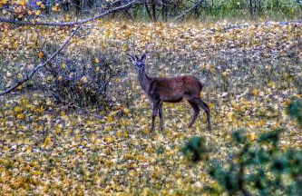 Apartamentos El Pajar del Abuelo - Foto 4