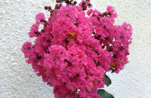 Villa Pina Lumbarda - Foto 52