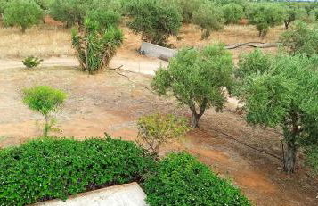 Olive Tree House I - Foto 11