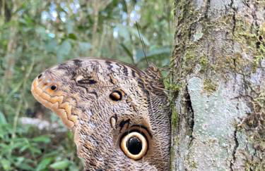 Chalé na Floresta - Refúgio Natural - Photo 31