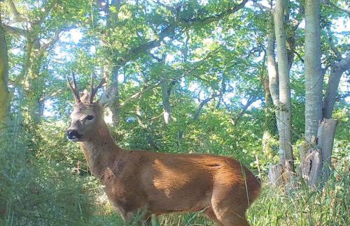 Deer Den timber clad cabin with hot tub, up private lane - Photo 31