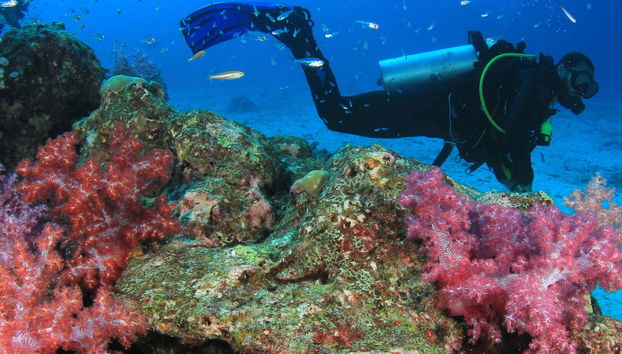 Baptême de plongée à Moalboal