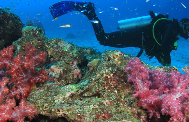 Bautismo de buceo en Moalboal - Foto 4