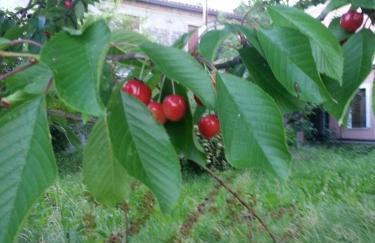 Tenuta Crescentini-ValleMura ,appartamenti con entrata indipendente - Foto 48