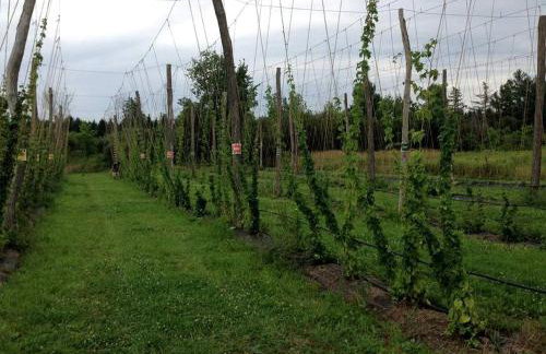 Secluded Cabin Rental near Letchworth State Park in Buffalo, Arcade, New York - Foto 18