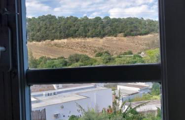 Ave Ibis eremita Vejer - Foto 28