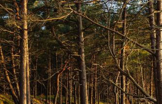 Dymnica 5- dom wakacyjny blisko Sasina i Łeby - Foto 48