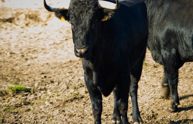 Brave Bulls Tour - Foto 6