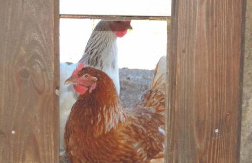 Auf'm Reifnhof - Foto 15