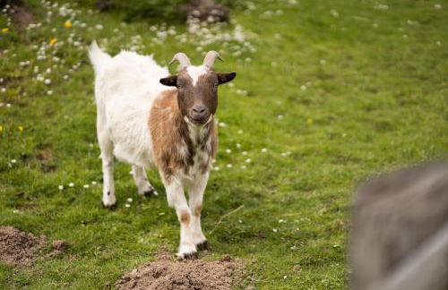 Ferienhof Homann Sauerland - Foto 42