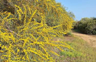 Sant'Elmo Castiadas villetta vista mare 200m dalla spiaggia - Photo 33