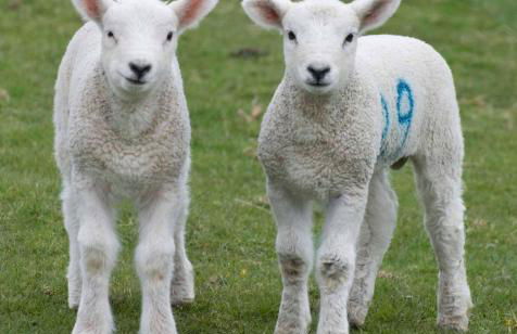 Ravenstone Lodge Country House Hotel - Foto 11