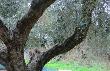 Verde Mare apartment Rosignano Marittimo - Foto 18