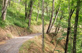 The Spruce Villa where luxury meets nature - Foto 20