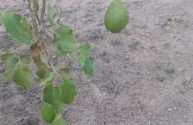 Sitio Esquina da Serra - Foto 30