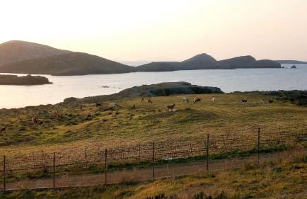 Maltezana Blue Lagoon Astipalea - Foto 46