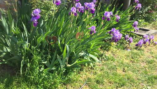 CASA ELSA Charming Apartment - Foto 5, Garden