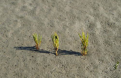 Villa Ludwig Fewo - Foto 27