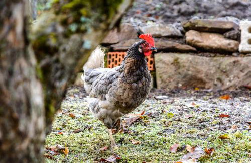 Anna's Siedlungshäusle - Foto 9