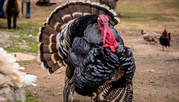 Quinta Manel Da Gaita - Foto 5