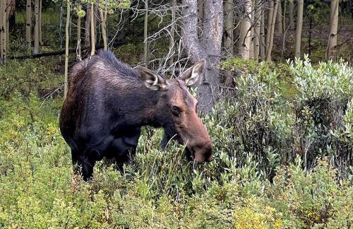 Bristlecone Cabin - Foto 13