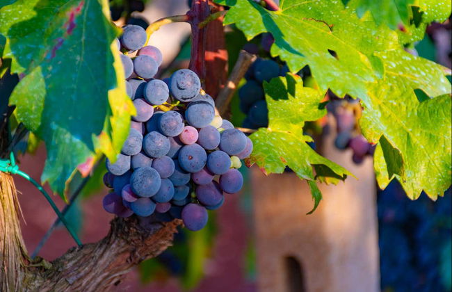 Cata de vinos en el valle de Itria - Foto 8