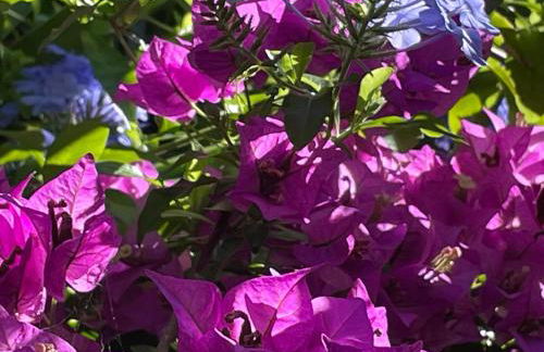 Le Ortensie in centro e vicino al mare - Foto 27