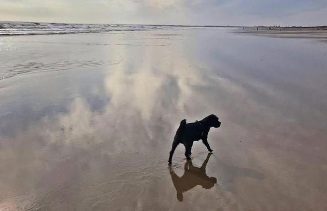 Dog Friendly Bed & Bowl Beach Chalet - Foto 12