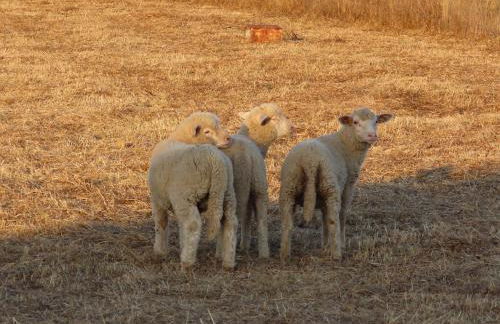 Monte Além Tejo - Foto 50