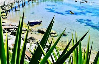 Agrumeto Costa dei Trabocchi - Foto 20